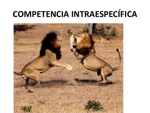 Relaciones inter e intraespecíficas