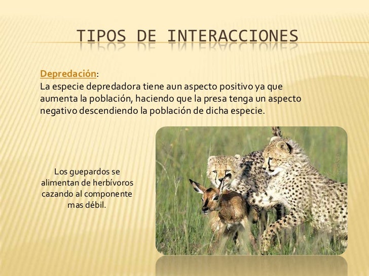 Relaciones interespecíficas Relaciones interespecíficas