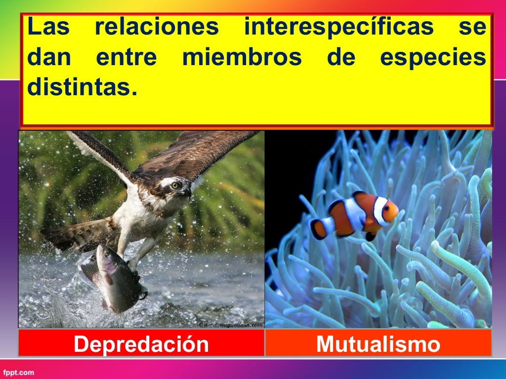 Relaciones interespecíficas Relaciones interespecíficas