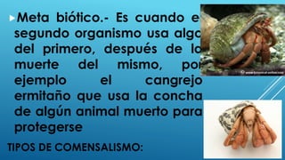 TIPOS DE COMENSALISMO:
Meta biótico.- Es cuando el
segundo organismo usa algo
del primero, después de la
muerte del mismo, por
ejemplo el cangrejo
ermitaño que usa la concha
de algún animal muerto para
protegerse
 