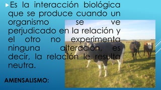 AMENSALISMO:
Es la interacción biológica
que se produce cuando un
organismo se ve
perjudicado en la relación y
el otro no experimenta
ninguna alteración, es
decir, la relación le resulta
neutra.
 