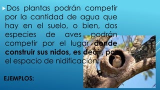 EJEMPLOS:
Dos plantas podrán competir
por la cantidad de agua que
hay en el suelo, o bien, dos
especies de aves podrán
competir por el lugar donde
construir sus nidos, es decir, por
el espacio de nidificación.
 