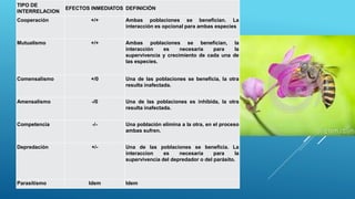 TIPO DE
INTERRELACION
EFECTOS INMEDIATOS DEFINICIÓN
Cooperación +/+ Ambas poblaciones se benefician. La
interacción es opcional para ambas especies
Mutualismo +/+ Ambas poblaciones se benefician, la
interacción es necesaria para la
supervivencia y crecimiento de cada una de
las especies.
Comensalismo +/0 Una de las poblaciones se beneficia, la otra
resulta inafectada.
Amensalismo -/0 Una de las poblaciones es inhibida, la otra
resulta inafectada.
Competencia -/- Una población elimina a la otra, en el proceso
ambas sufren.
Depredación +/- Una de las poblaciones se beneficia. La
interaccion es necesaria para la
supervivencia del depredador o del parásito.
Parasitismo Idem Idem
 