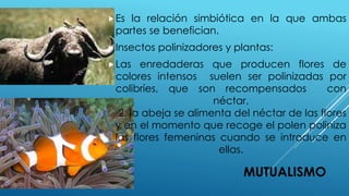 MUTUALISMO
Es la relación simbiótica en la que ambas
partes se benefician.
Insectos polinizadores y plantas:
Las enredaderas que producen flores de
colores intensos suelen ser polinizadas por
colibríes, que son recompensados con
néctar,
2. la abeja se alimenta del néctar de las flores
y en el momento que recoge el polen poliniza
las flores femeninas cuando se introduce en
ellas.
 