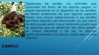 EJEMPLO:
Dispersores de semilla: Los animales que
consumen los frutos de las plantas juegan un
papel importante en la dispersión de las semillas.
Se tienen evidencias de que algunas especies
tienen una mayor sobrevivencia si sus semillas
germinan alejadas del árbol padre, ya que cerca
de éste puede existir mayor herbivoría puesto que
las especies que se alimentan del árbol estarán
en mayor densidad y tal vez no afecten
significativamente a la planta adulta pero sí a las
plántula
 