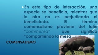 COMENSALISMO
En este tipo de interacción, una
especie se beneficia, mientras que
la otra no es perjudicada ni
beneficiada. El término
comensalismo proviene del latín
“commensa” que significa
“compartiendo la mesa
 