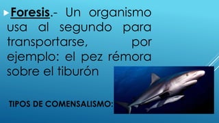 TIPOS DE COMENSALISMO:
Foresis.- Un organismo
usa al segundo para
transportarse, por
ejemplo: el pez rémora
sobre el tiburón
 