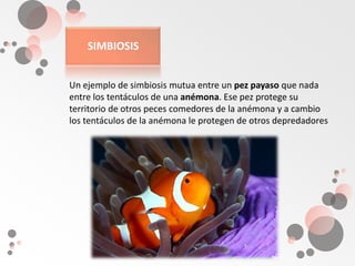 SIMBIOSISUn ejemplo de simbiosis mutua entre un pez payaso que nada entre los tentáculos de una anémona. Ese pez protege su territorio de otros peces comedores de la anémona y a cambio los tentáculos de la anémona le protegen de otros depredadores
