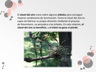 El clavel del aire crece sobre algunos árboles para conseguir mejores condiciones de iluminación. Como el clavel del aire es capaz de fabricar su propio alimento mediante el proceso de fotosíntesis, no perjudica a los árboles. En esta relación, el clavel del aire se beneficia, y el árbol no gana ni pierde.