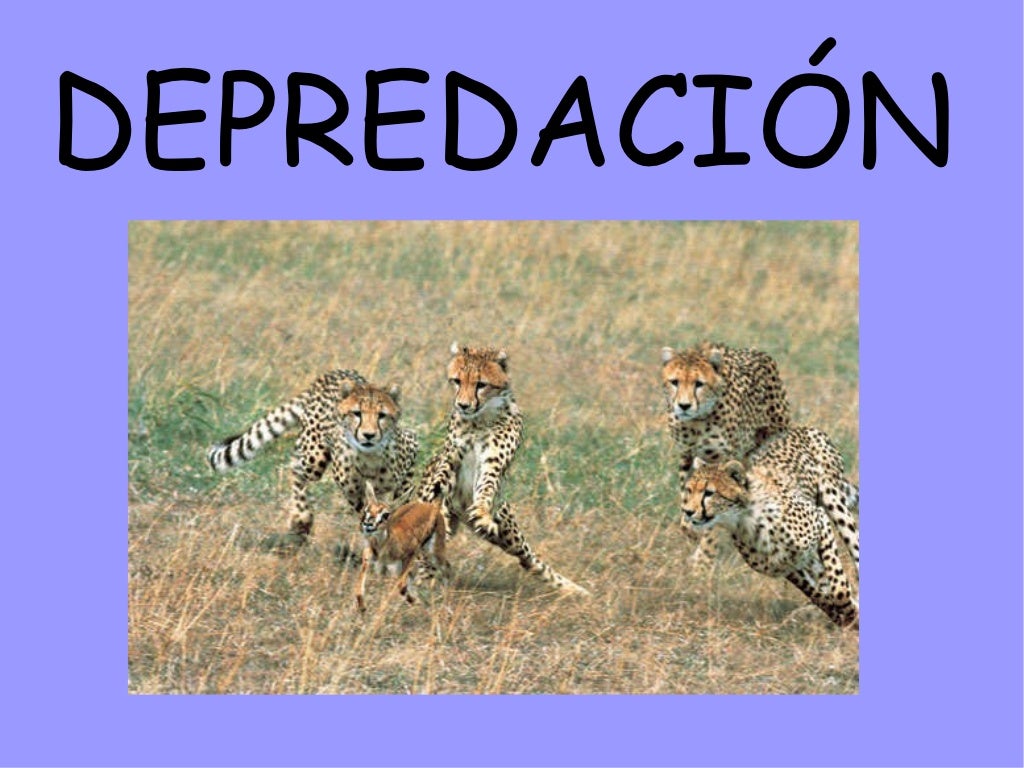 Relaciones interespecificas