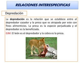 RELACIONES INTERESPECIFICAS
Depredación
La depredación es la relación que se establece entre el
depredador cazador y la presa que es atrapada por este con
fines alimenticios. La presa es la especie perjudicada y el
depredador es la beneficiada.
EJM: El león es el depredador y la cebra es la presa.
 
