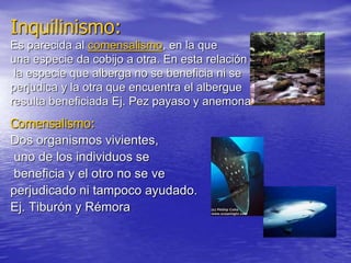 Inquilinismo:
Es parecida al comensalismo, en la que
una especie da cobijo a otra. En esta relación
la especie que alberga no se beneficia ni se
perjudica y la otra que encuentra el albergue
resulta beneficiada Ej. Pez payaso y anemona
Comensalismo:
Dos organismos vivientes,
uno de los individuos se
beneficia y el otro no se ve
perjudicado ni tampoco ayudado.
Ej. Tiburón y Rémora
 