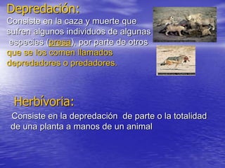 Depredación:
Consiste en la caza y muerte que
sufren algunos individuos de algunas
especies (presa), por parte de otros
que se los comen llamados
depredadores o predadores.
Herbívoria:
Consiste en la depredación de parte o la totalidad
de una planta a manos de un animal
 
