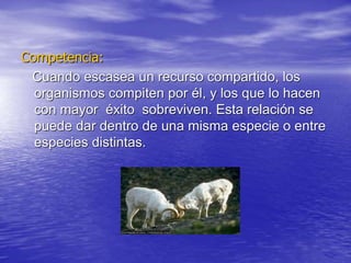 Competencia:
Cuando escasea un recurso compartido, los
organismos compiten por él, y los que lo hacen
con mayor éxito sobreviven. Esta relación se
puede dar dentro de una misma especie o entre
especies distintas.
 
