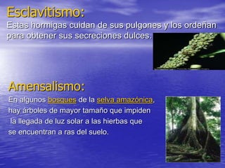 Esclavitismo:
Estas hormigas cuidan de sus pulgones y los ordeñan
para obtener sus secreciones dulces.
Amensalismo:
En algunos bosques de la selva amazónica,
hay árboles de mayor tamaño que impiden
la llegada de luz solar a las hierbas que
se encuentran a ras del suelo.
 
