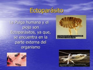 Ectoparásito
La Pulga humana y el
piojo son
Ectoparásitos, ya que,
se encuentra en la
parte externa del
organismo
 