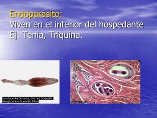 Endoparásito:
Viven en el interior del hospedante
Ej. Tenia, Triquina.
 