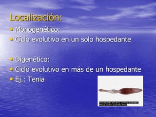Localización:
• Monogenético:
• Ciclo evolutivo en un solo hospedante
• Digenético:
• Ciclo evolutivo en más de un hospedante
• Ej.: Tenia
 