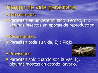 Tiempo de vida parasitaria
• Intermitentes:
• Parasitan en un determinado tiempo, Ej.:
algunos insectos en épocas de reproducción.
• Permanentes:
• Parasitan toda su vida, Ej.: Piojo.
• Provisorios:
• Parasitan sólo cuando son larvas, Ej.:
algunas moscas en estado larvario.
 