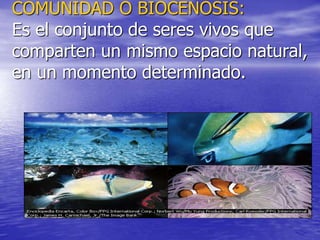 COMUNIDAD O BIOCENOSIS:
Es el conjunto de seres vivos que
comparten un mismo espacio natural,
en un momento determinado.
 