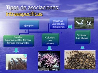 Tipos de asociaciones:
intraespecíficas
ejemplos
Familiar
Algunos reptiles forman
familias matriarcales
Colonias
Los
corales
Sociedad
Las abejas
gregarias
Las bandas
migratorias
 