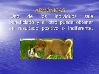 ARMÓNICAS:
Uno de los individuos sale
beneficiado y el otro puede obtener
un resultado positivo o indiferente.
 