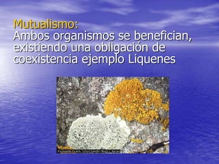 Mutualismo:
Ambos organismos se benefician,
existiendo una obligación de
coexistencia ejemplo Liquenes
 
