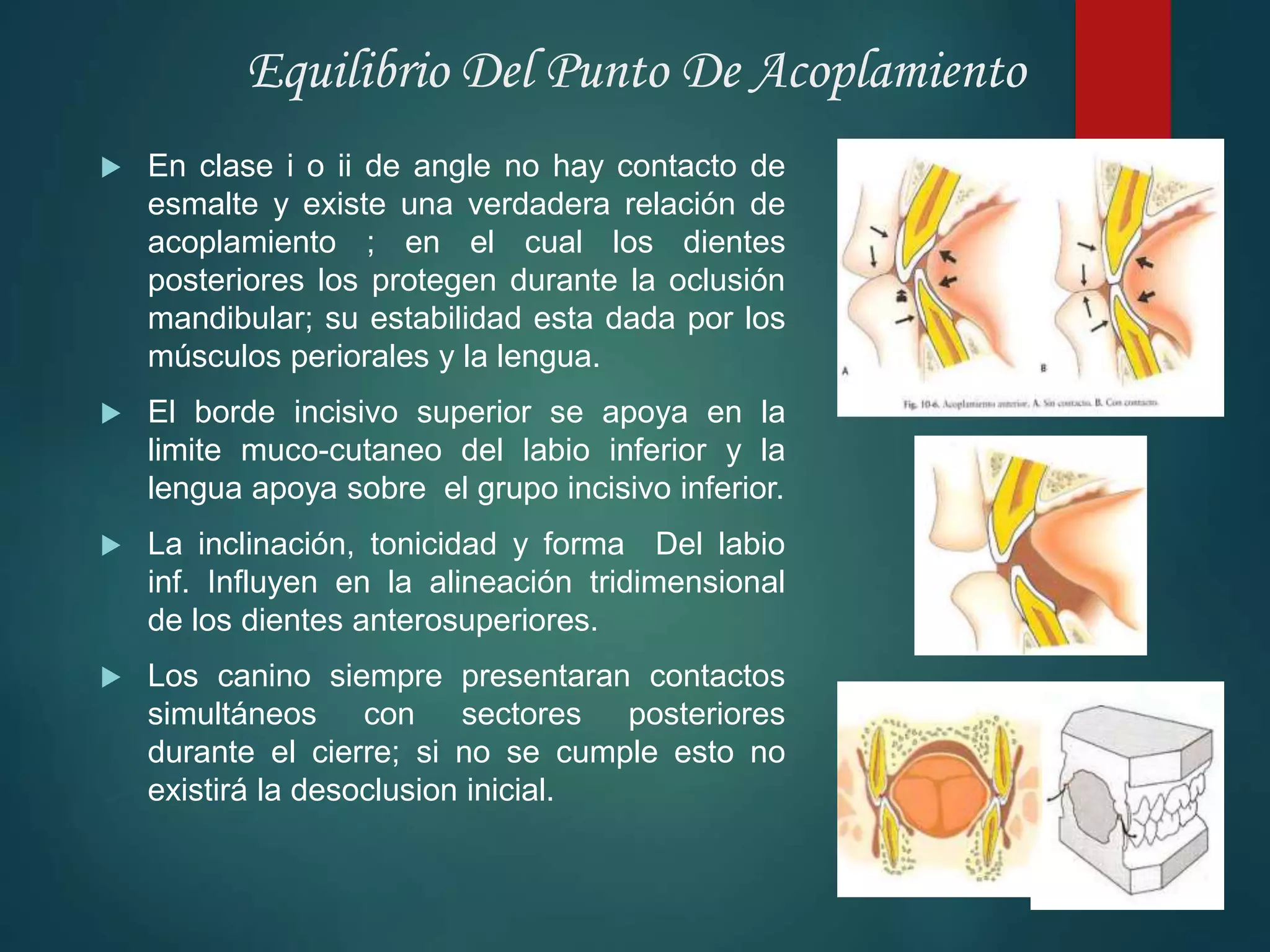 Relaciones intermaxilares y relación molar y canina [recuperado] | PPTX