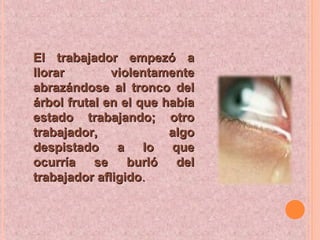 El trabajador empezó aEl trabajador empezó a
llorar violentamentellorar violentamente
abrazándose al tronco delabrazándose al tronco del
árbol frutal en el que habíaárbol frutal en el que había
estado trabajando; otroestado trabajando; otro
trabajador, algotrabajador, algo
despistado a lo quedespistado a lo que
ocurría se burló delocurría se burló del
trabajador afligidotrabajador afligido..
 
