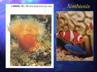 Simbiosis 