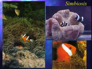 Simbiosis 
