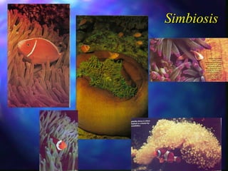 Simbiosis 