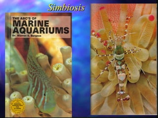 Simbiosis 