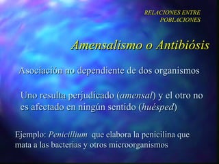 Asociación no dependiente de dos organismos Uno resulta perjudicado ( amensal ) y el otro no es afectado en ningún sentido ( huésped )  Amensalismo o Antibiósis RELACIONES ENTRE POBLACIONES Ejemplo:  Penicillium   que elabora la penicilina que mata a las bacterias y otros microorganismos 