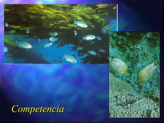 Competencia 