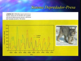 Sistema Depredador-Presa 