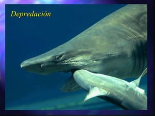 Depredación 