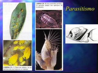 Parasitismo 