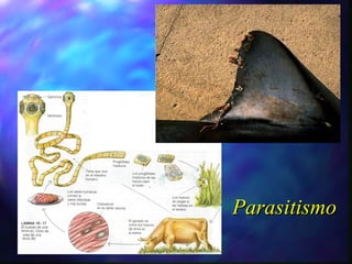 Parasitismo 