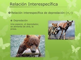 Relaciones intraespecífica e interespecíficas | PDF