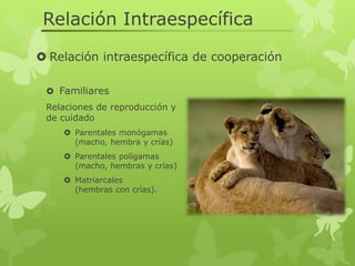 Relaciones intraespecífica e interespecíficas | PDF