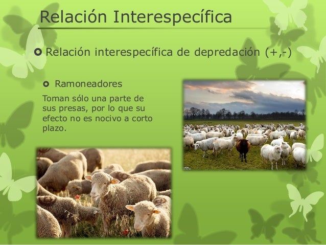 Relaciones intraespecífica e interespecíficas