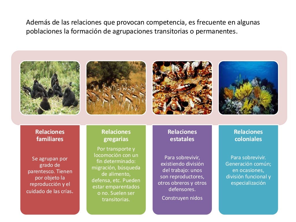Relaciones intraespecíficas