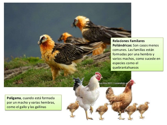 Relaciones intraespecíficas