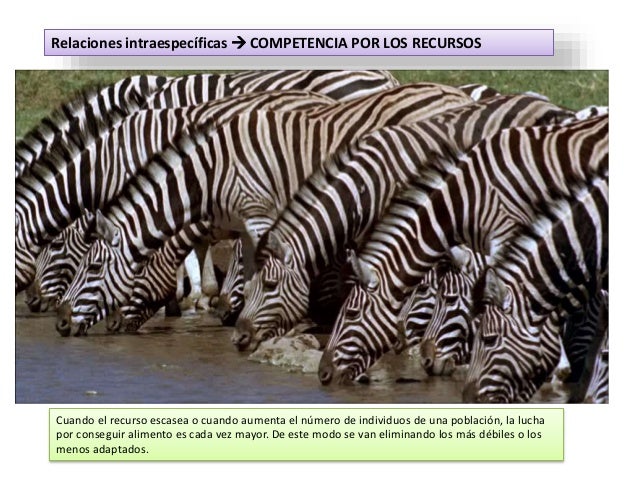 Relaciones intraespecíficas
