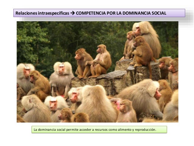 Relaciones intraespecíficas