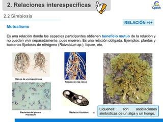 2. Relaciones interespecíficas
2.2 Simbiosis
Líquenes: son asociaciones
simbióticas de un alga y un hongo.
Mutualismo
Es una relación donde las especies participantes obtienen beneficio mutuo de la relación y
no pueden vivir separadamente, pues mueren. Es una relación obligada. Ejemplos: plantas y
bacterias fijadoras de nitrógeno (Rhizobium sp.), líquen, etc.
RELACIÓN +/+
 