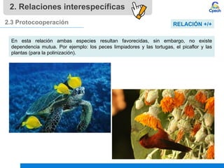 2. Relaciones interespecíficas
2.3 Protocooperación
En esta relación ambas especies resultan favorecidas, sin embargo, no existe
dependencia mutua. Por ejemplo: los peces limpiadores y las tortugas, el picaflor y las
plantas (para la polinización).
RELACIÓN +/+
 