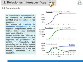 2. Relaciones interespecíficas
2.4 Competencia
La competencia interespecífica
se intensifica al aumentar la
similitud entre los nichos de las
especies.
De acuerdo al principio de
exclusión competitiva, si dos
especies competidoras tienen el
mismo nicho, una terminará
excluyendo a la otra.
Gause enunció este principio a
partir de un experimento con dos
especies de paramecios, P.
aurelia y P.caudatum, que
competían por un único recurso
limitante. En este caso, la primera
fue más eficiente en el uso del
recurso, eliminando a P.
caudatum.
 