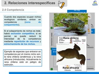 No hay
competencia por el
alimento
Hay competencia
La competencia por
el alimento es muy
intensa
2. Relaciones interespecíficas
2.4 Competencia
Cuando dos especies ocupan nichos
ecológicos similares, entran en
competencia (zona de
solapamiento).
Ejemplo de especies que entraron en
competencia por el mismo nicho son,
la rana chilena (endémica) y la rana
africana (introducida). Actualmente la
rana chilena está en peligro de
extinción.
Rana chilena
Rana africana
Si el solapamiento de nichos es total,
habrá exclusión competitiva; si es
parcial, se puede reducir la
intensidad de la competencia
mediante repartición de recursos y
estrechamiento de los nichos.
 